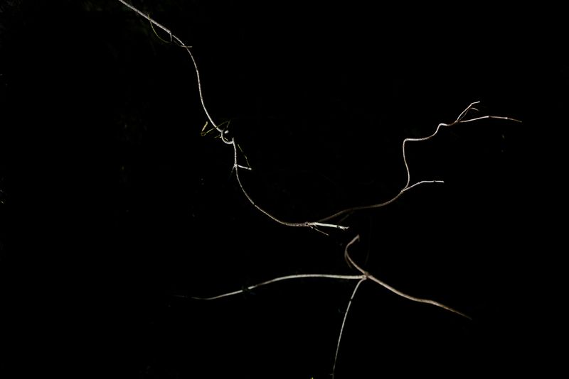 © Patricia Ackerman - Image from the The missing forest photography project