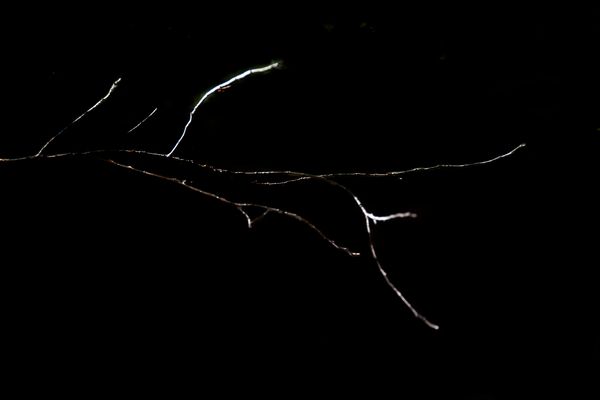 © Patricia Ackerman - Image from the The missing forest photography project