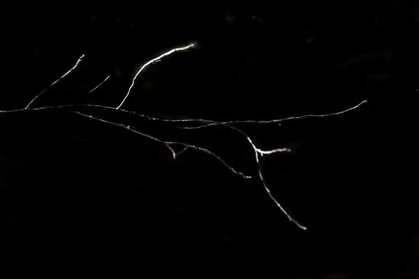 © Patricia Ackerman - Image from the The missing forest photography project