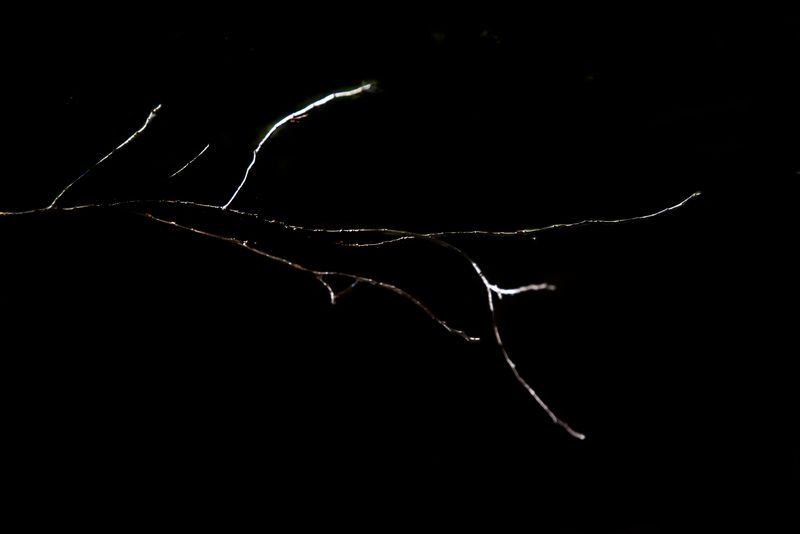 © Patricia Ackerman - Image from the The missing forest photography project