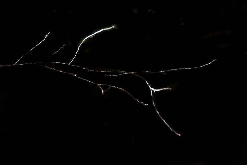© Patricia Ackerman - Image from the The missing forest photography project