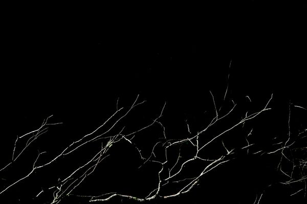 © Patricia Ackerman - Image from the The missing forest photography project