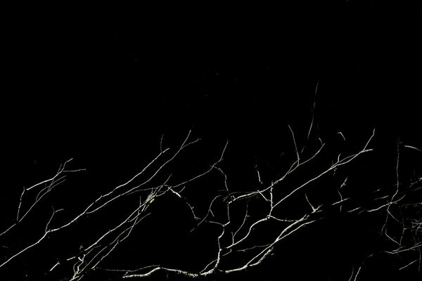 © Patricia Ackerman - Image from the The missing forest photography project