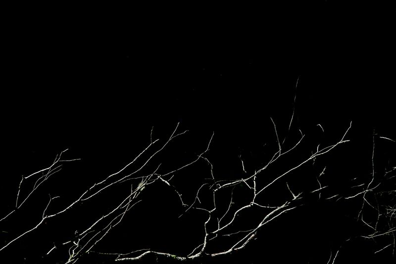 © Patricia Ackerman - Image from the The missing forest photography project