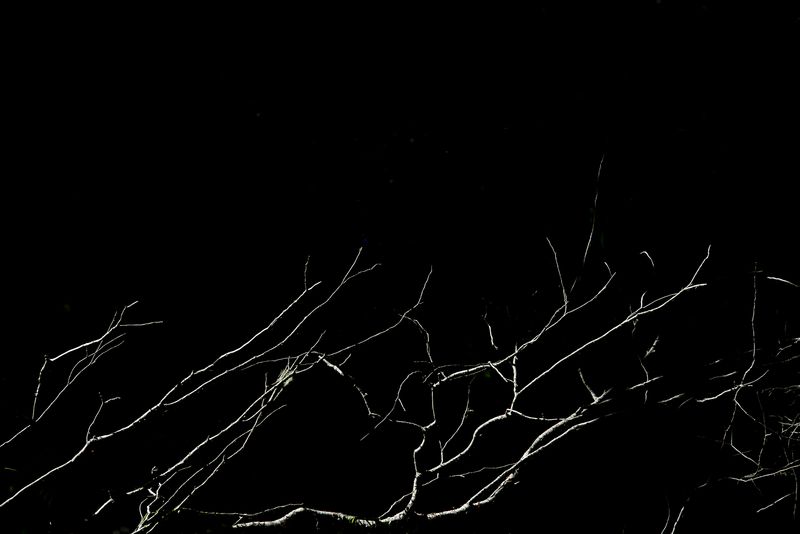 © Patricia Ackerman - Image from the The missing forest photography project