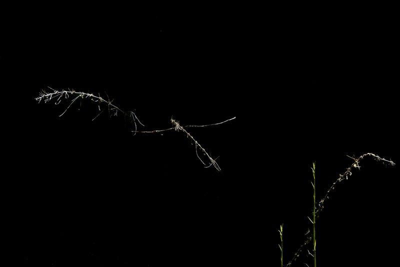 © Patricia Ackerman - Image from the The missing forest photography project