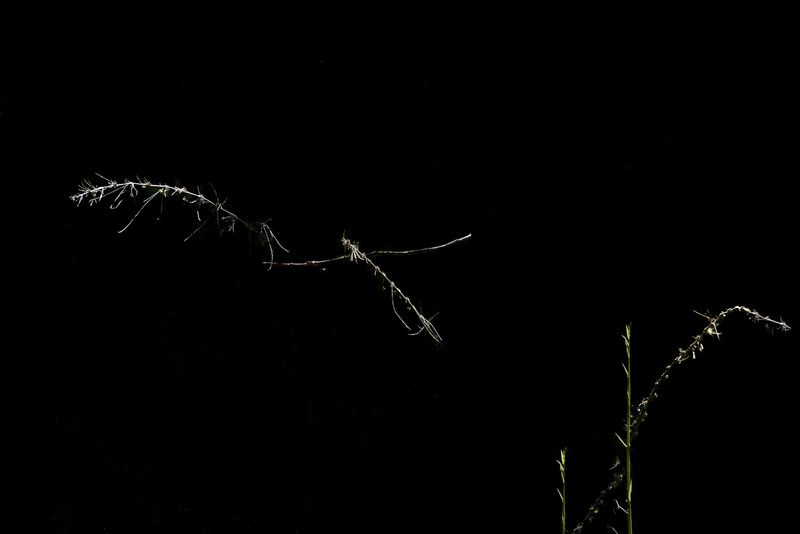 © Patricia Ackerman - Image from the The missing forest photography project
