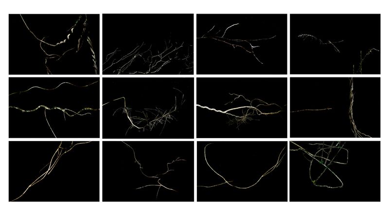 © Patricia Ackerman - Image from the The missing forest photography project