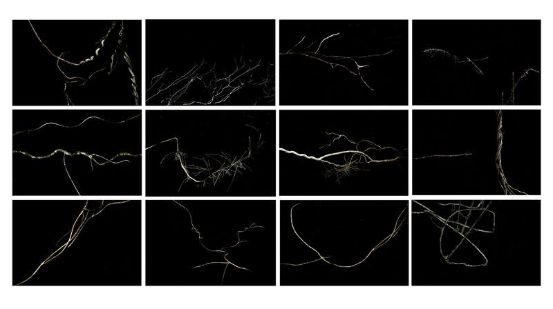 © Patricia Ackerman - Image from the The missing forest photography project