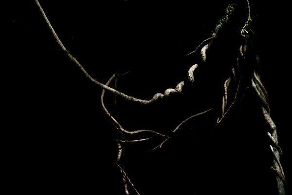 © Patricia Ackerman - Image from the The missing forest photography project