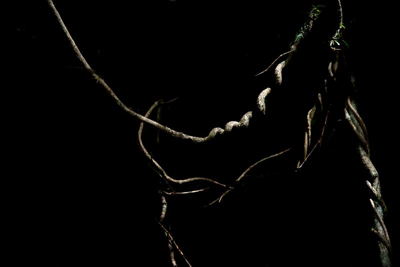 © Patricia Ackerman - Image from the The missing forest photography project