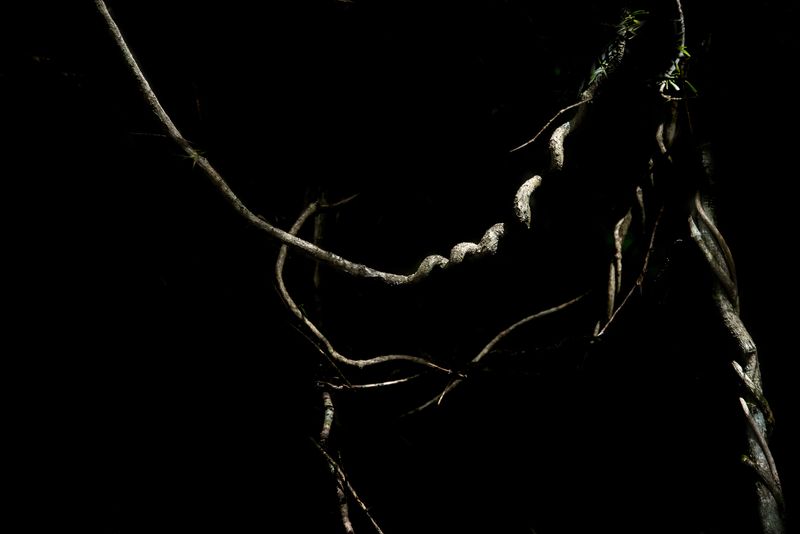 © Patricia Ackerman - Image from the The missing forest photography project
