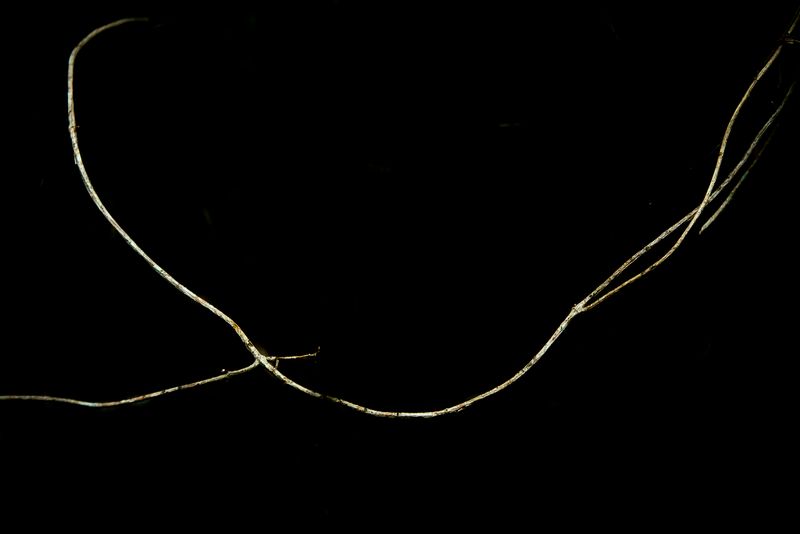 © Patricia Ackerman - Image from the The missing forest photography project