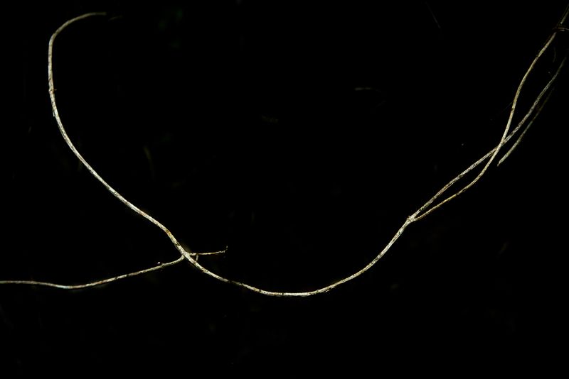 © Patricia Ackerman - Image from the The missing forest photography project