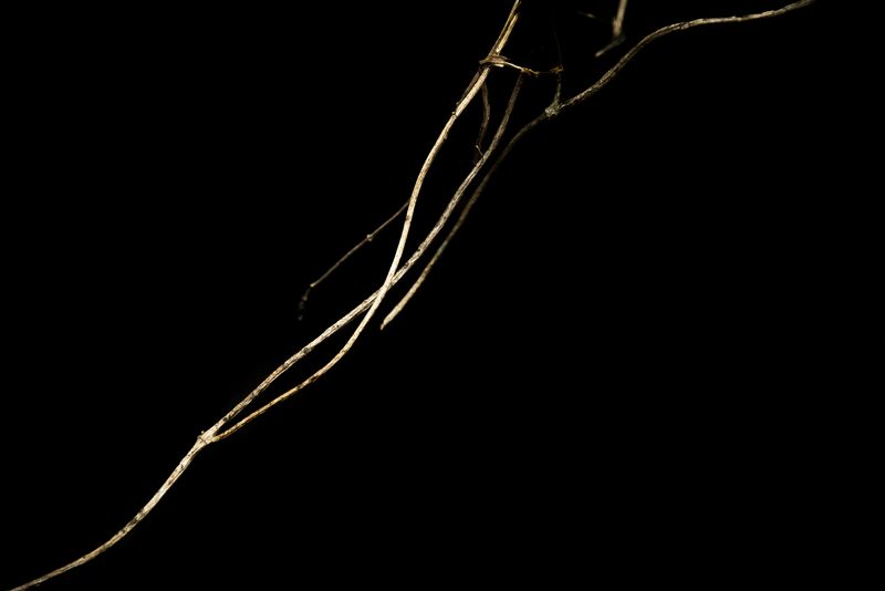 © Patricia Ackerman - Image from the The missing forest photography project