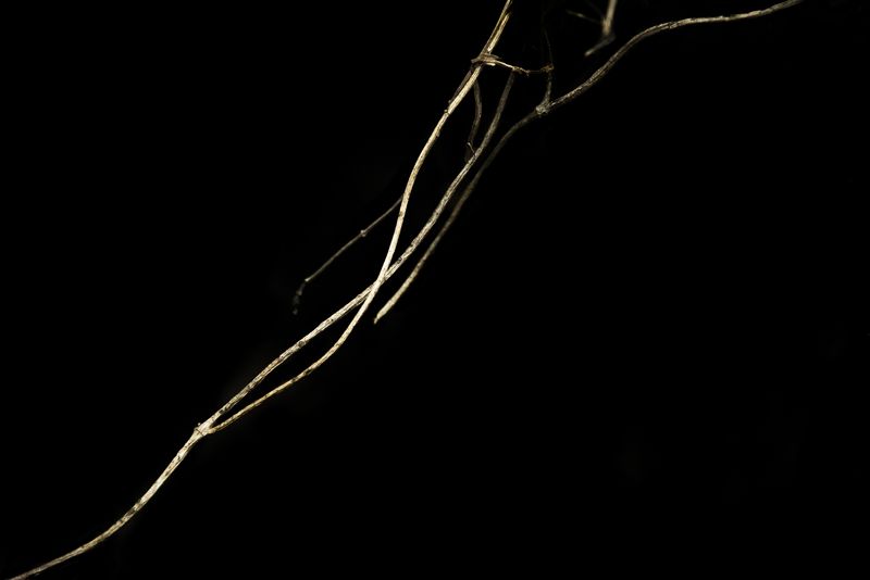 © Patricia Ackerman - Image from the The missing forest photography project