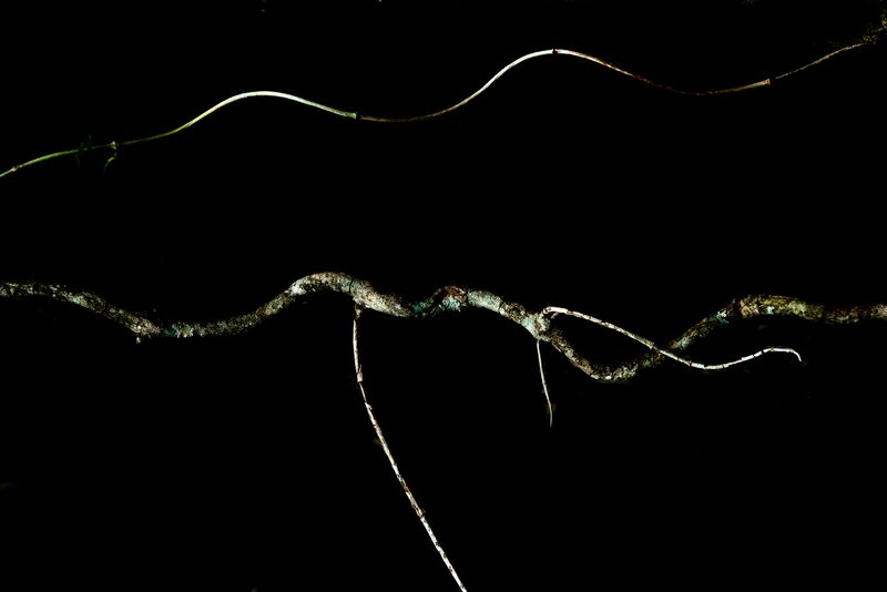 © Patricia Ackerman - Image from the The missing forest photography project