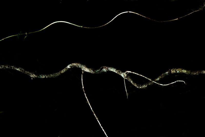 © Patricia Ackerman - Image from the The missing forest photography project