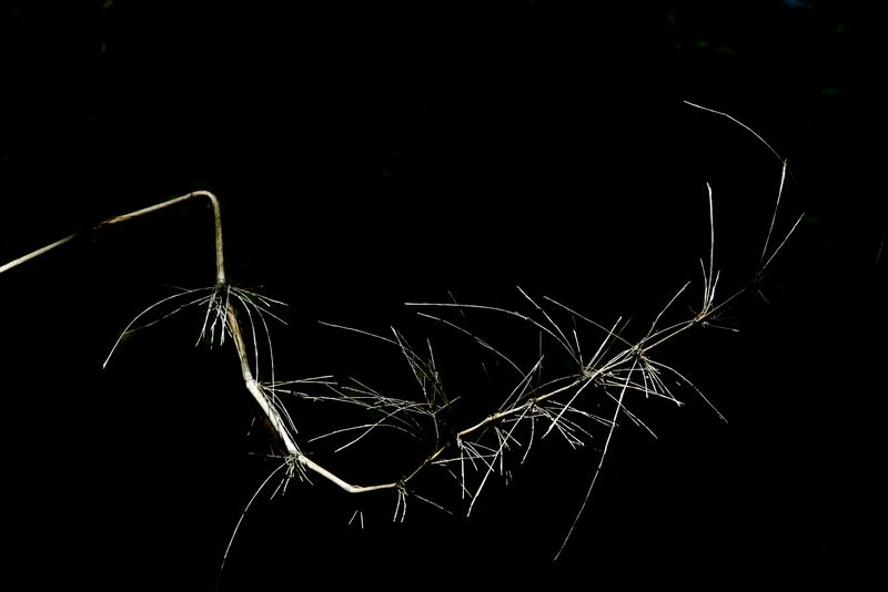 © Patricia Ackerman - Image from the The missing forest photography project