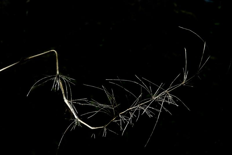 © Patricia Ackerman - Image from the The missing forest photography project