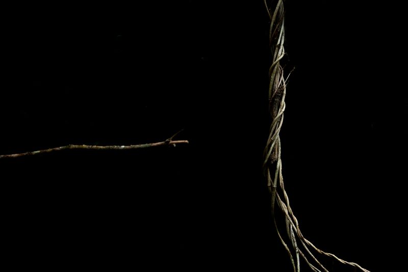 © Patricia Ackerman - Image from the The missing forest photography project