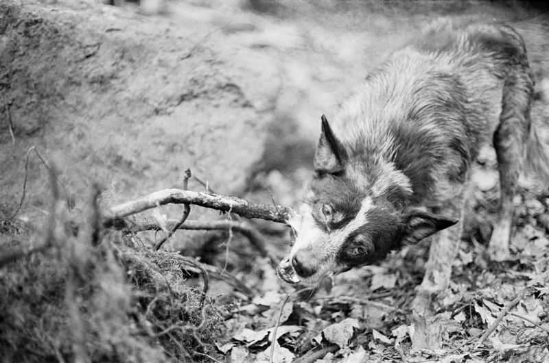 © Phoebe Shuman-Goodier - Image from the Bad Dogs photography project