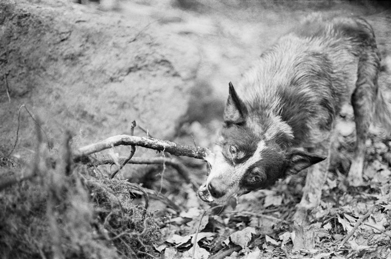 © Phoebe Shuman-Goodier - Image from the Bad Dogs photography project