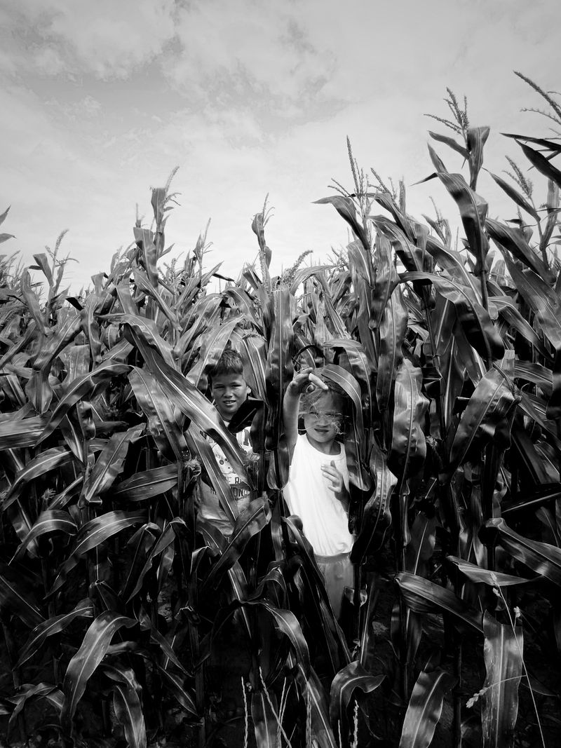 © Julia Zyrina - We built a nest there in the corn