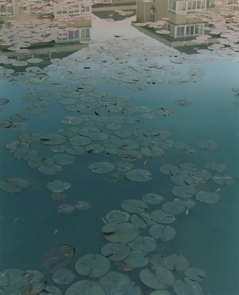 © teresa eng - Lotus, 2017