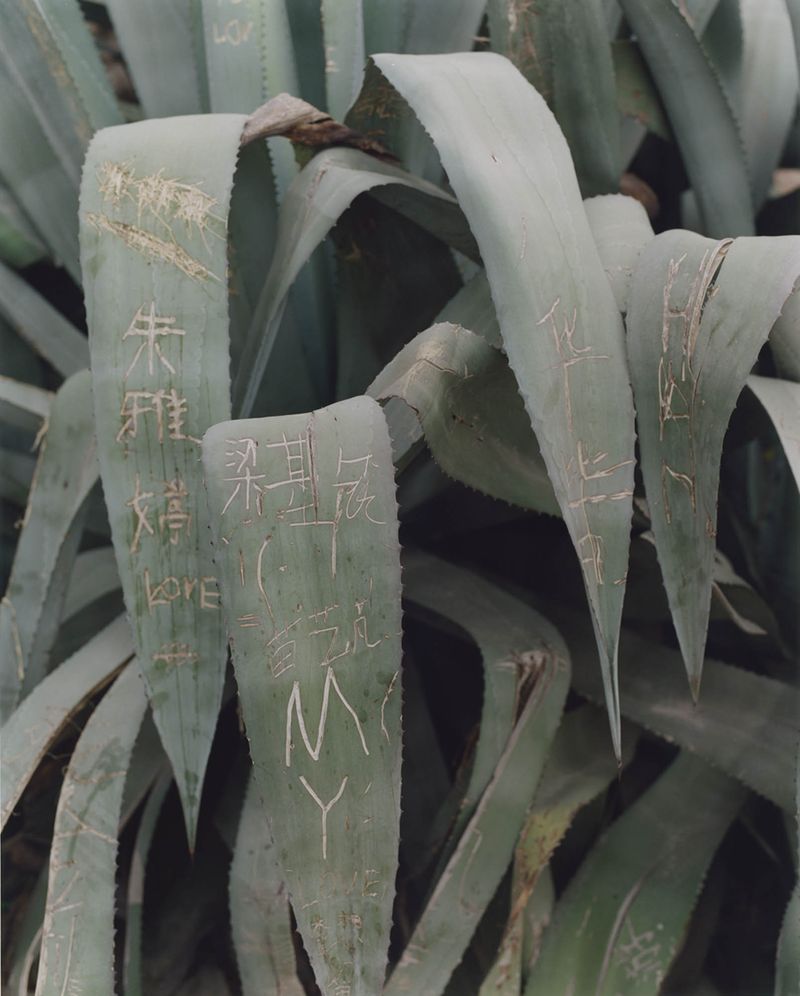 © teresa eng - Chinese Graffiti, 2013