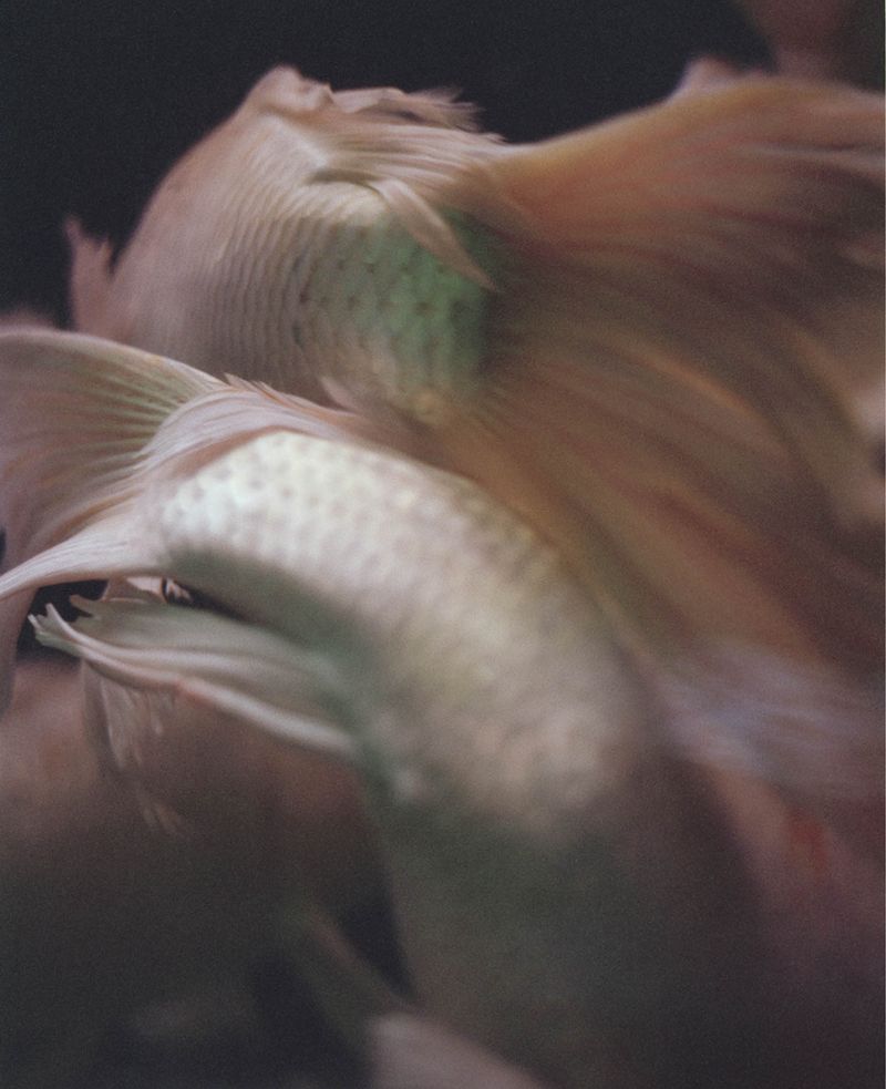 © teresa eng - Wave (Fish), 2016
