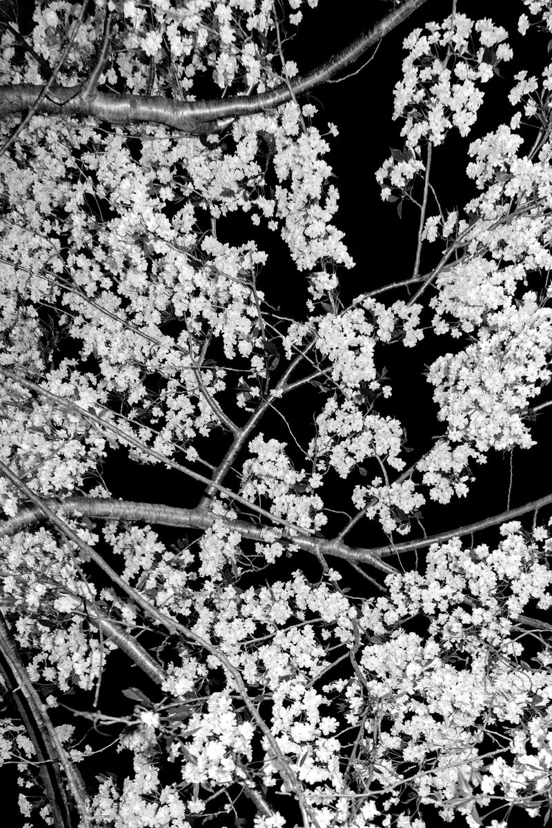 © Thao Duc Bui - Image from the 1/4 photography project