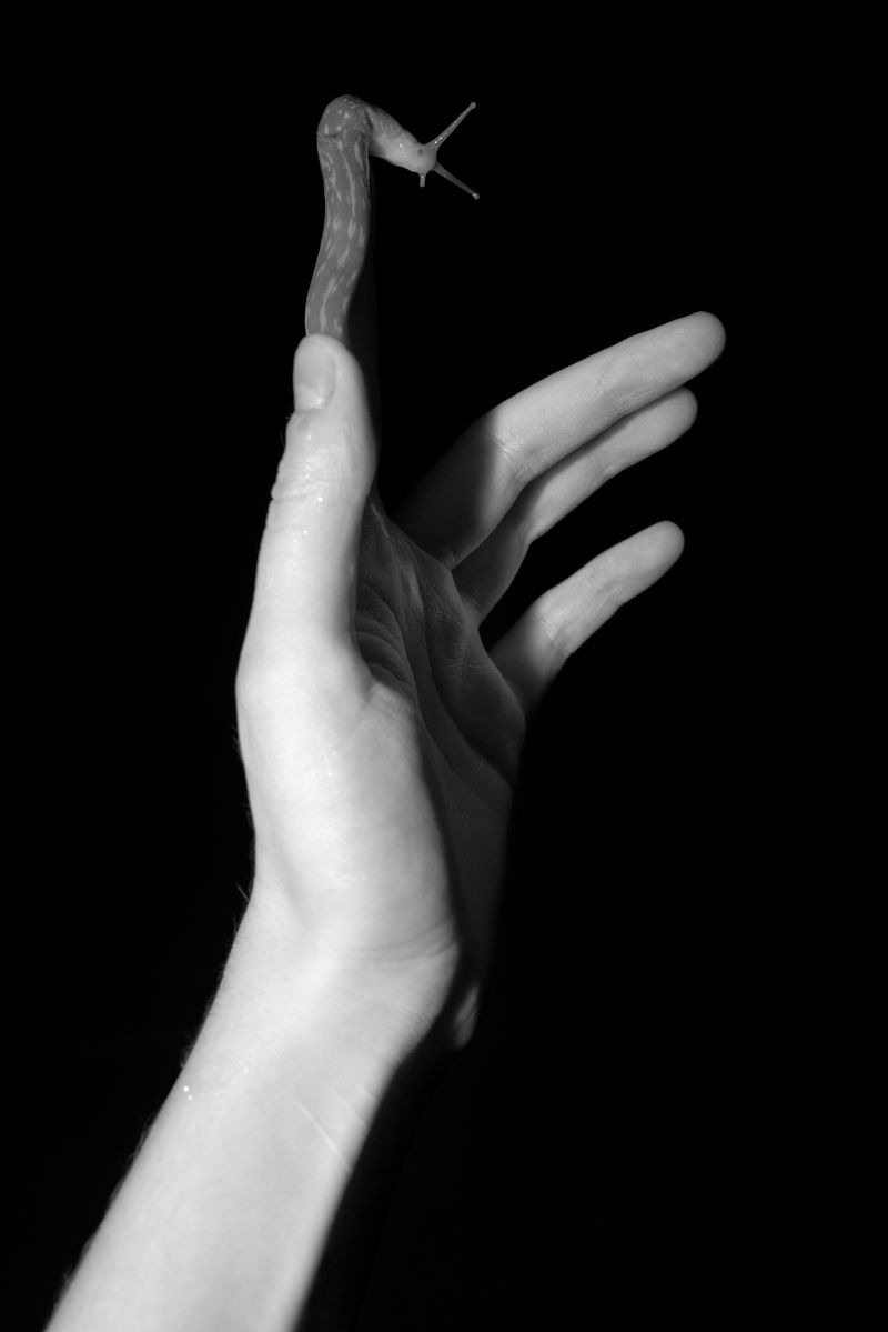 Pandemic Timelesness in a Thaumatrope