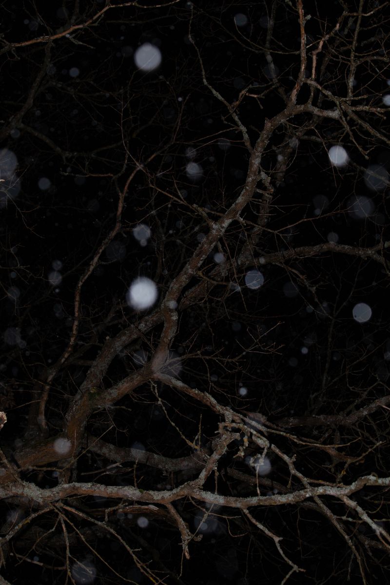 © Arina Titova - Image from the Sonnet XXVI photography project