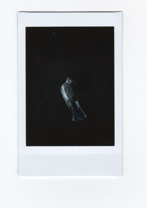 © Arina Titova - Image from the Sonnet XXVI photography project