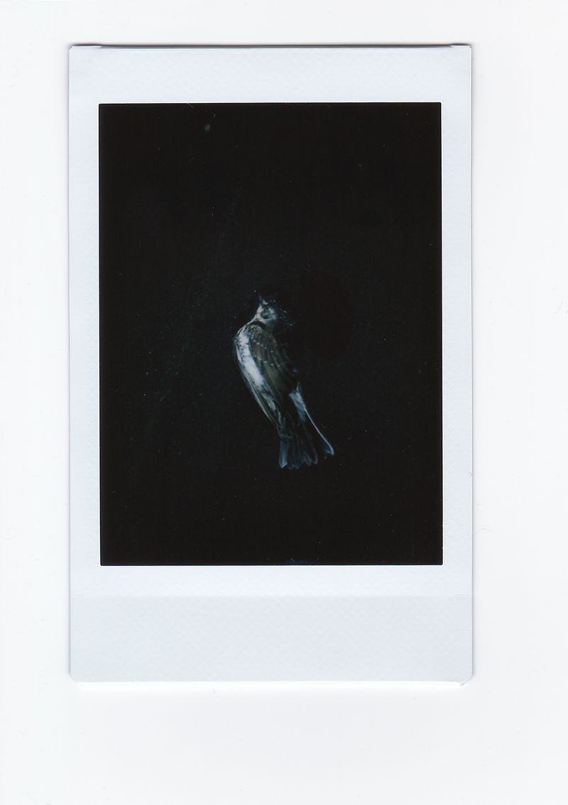 © Arina Titova - Image from the Sonnet XXVI photography project