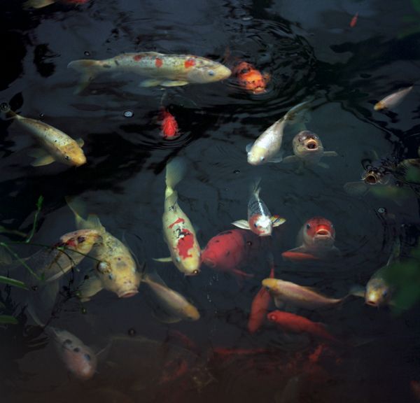 © Tyler Ashford - Koi fish, a symbol in Japanese culture of strength and willpower.