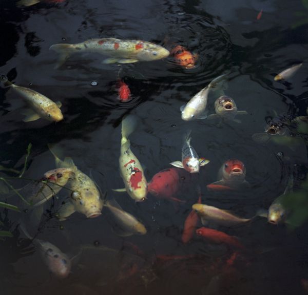 © Tyler Ashford - Koi fish, a symbol in Japanese culture of strength and willpower.
