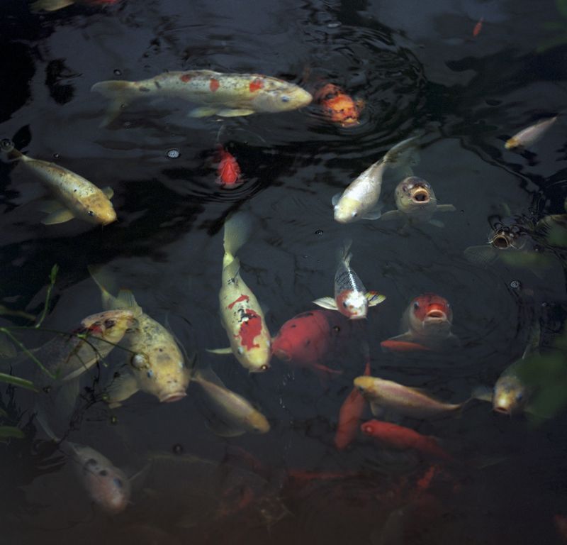 © Tyler Ashford - Koi fish, a symbol in Japanese culture of strength and willpower.