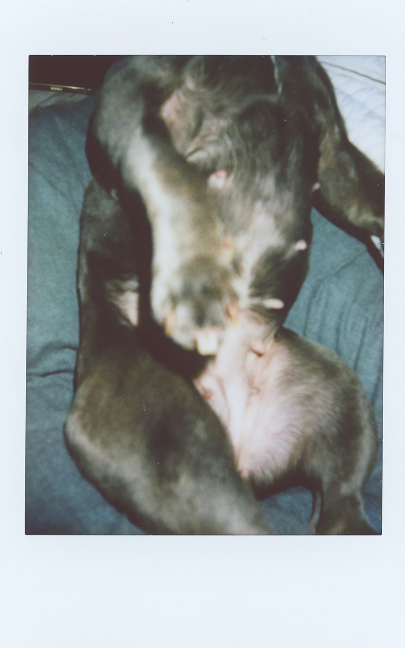 © Tyler Ashford - Image from the Matrescence photography project