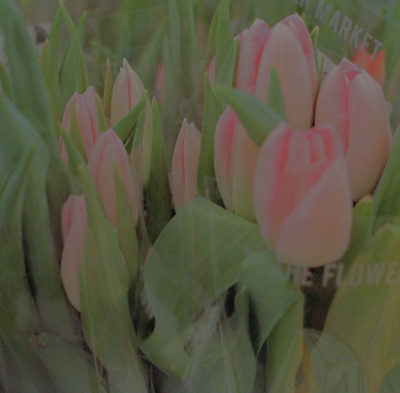 © Tyler Ashford - Image from the Matrescence photography project