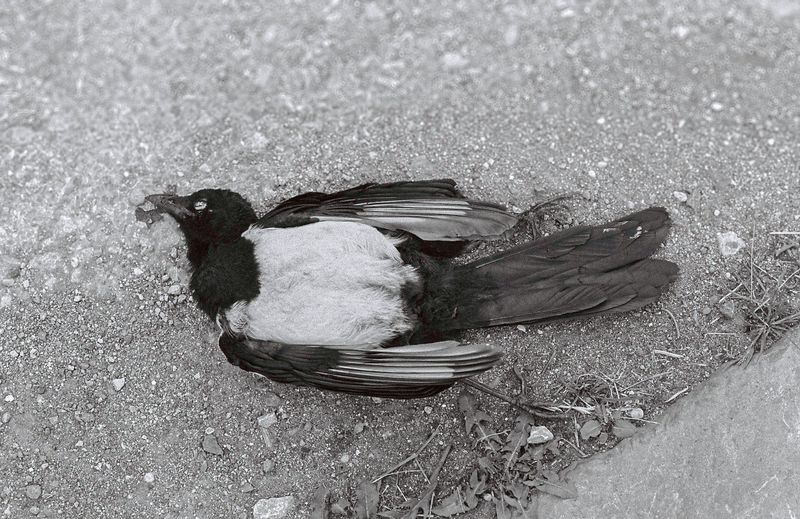 © Tyler Ashford - Image from the Dyfal donc a dyr y garreg photography project