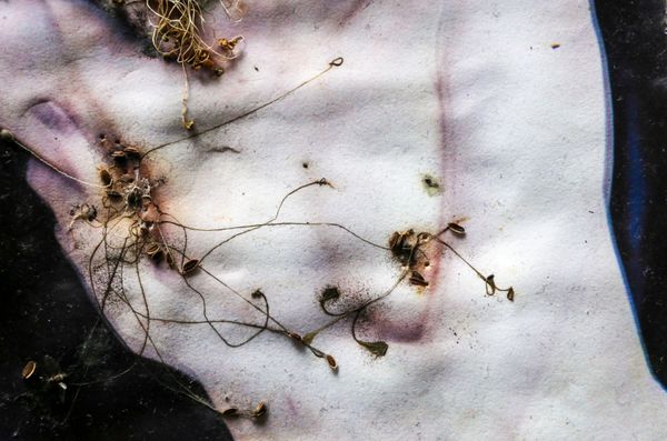 © Roberta Stamato - Ecosex in The Other Way AroundWhat if "nature" took an active role in this relationship?