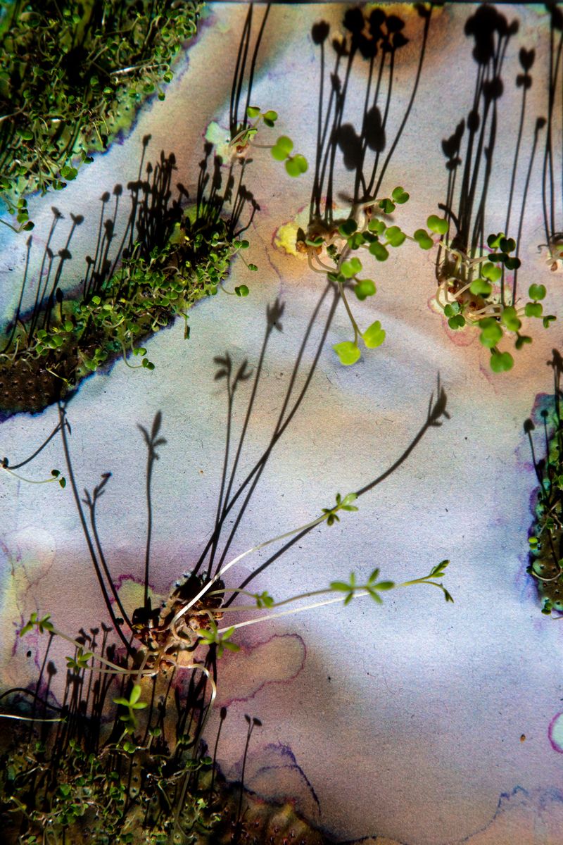 © Roberta Stamato - Ecosex in The Other Way AroundWhat if "nature" took an active role in this relationship?