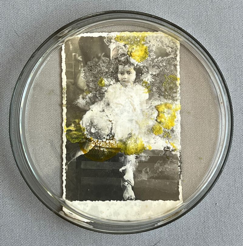 © Roberta Stamato - Original picture inside Petri Dish 15cm