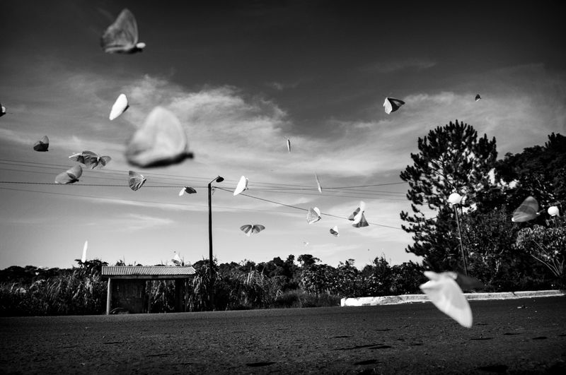 © Pablo Piovano - 11-04-2015 El Soberbio, province of Misiones.Butterflies.