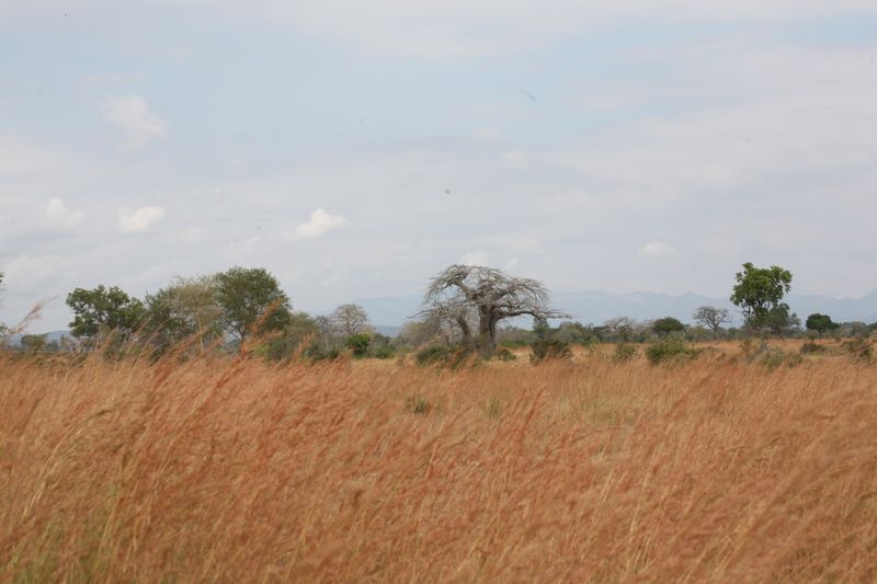 © Ossetrova Eugeniya - Image from the People in nature | Tanzania photography project