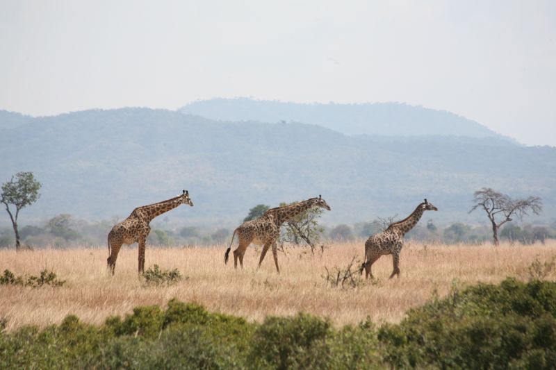 © Ossetrova Eugeniya - Image from the People in nature | Tanzania photography project
