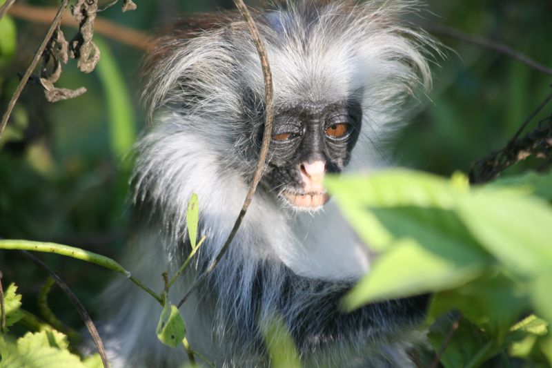 © Ossetrova Eugeniya - Image from the People in nature | Tanzania photography project