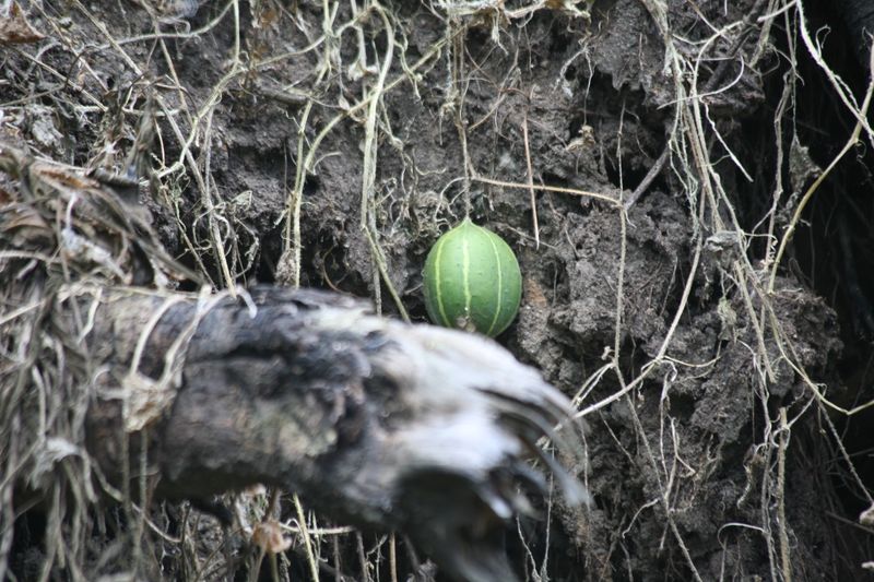 © Ossetrova Eugeniya - Image from the People in nature | Tanzania photography project